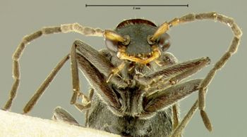 Media type: image;   Entomology 24168 Aspect: head frontal view